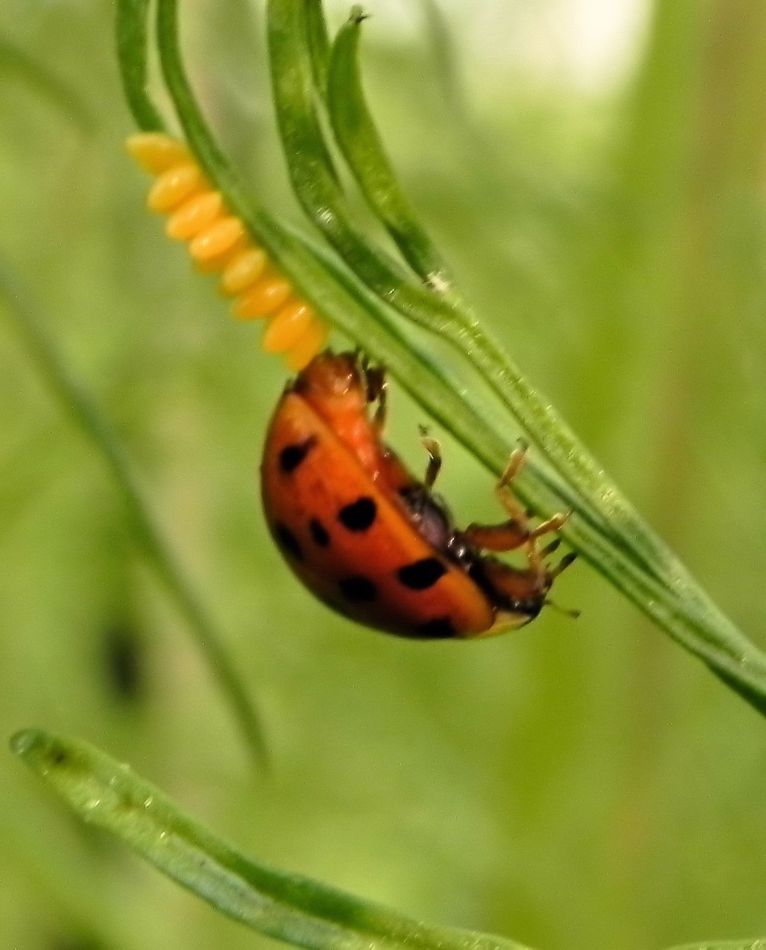 In the fall, Ladybugs lay their eggs before they c...