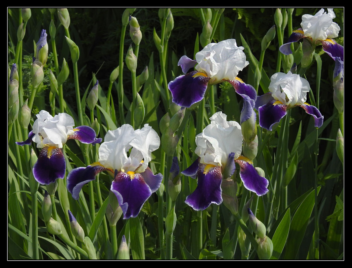 Spring Iris In Bloom It would be great to figure out how to get the