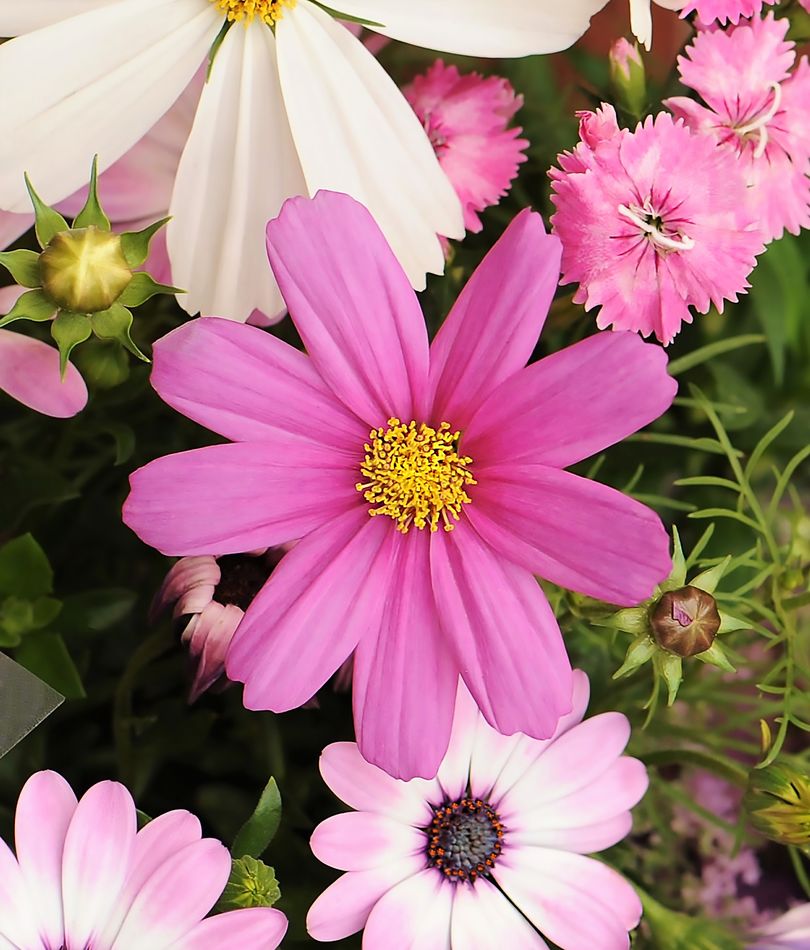 Assorted flowers Taken at a friend's garden on a spring day. D3 Nikon