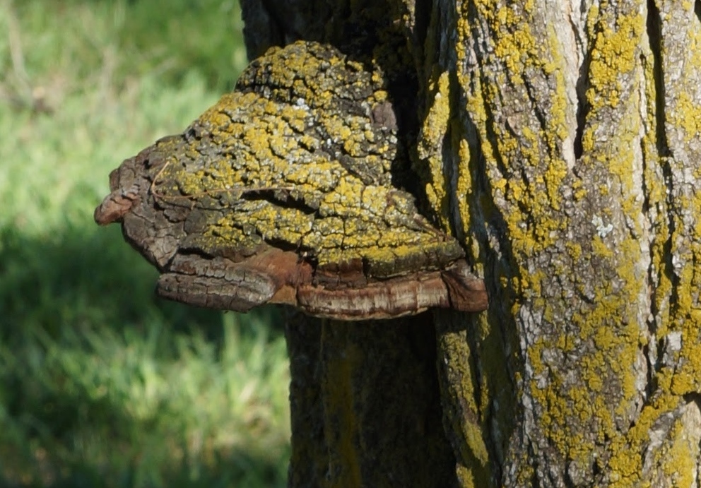 Tree warts are a little different....