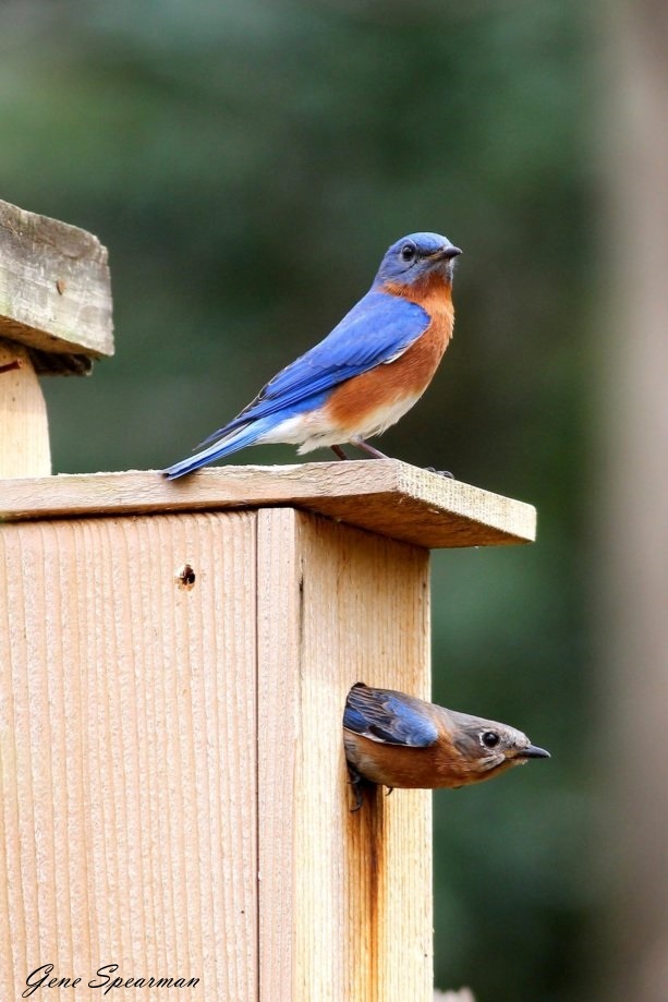 Eastern Bluebirds Feeding Time