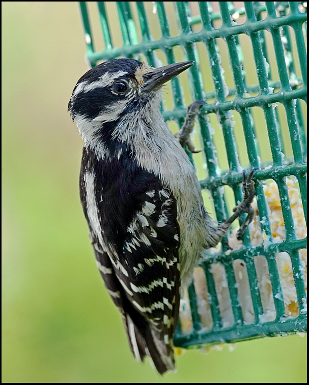 3. Woodpecker feeding....