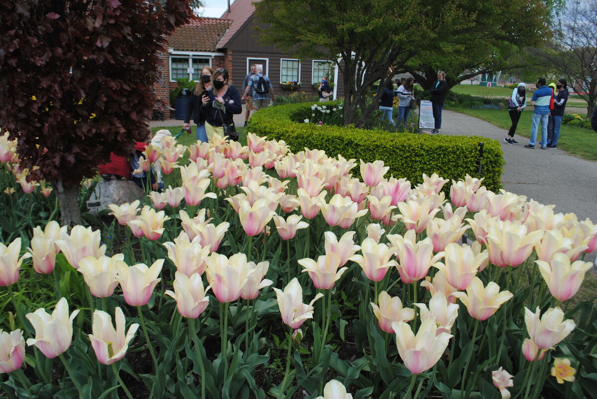 Holland, Mi. tulip festival....