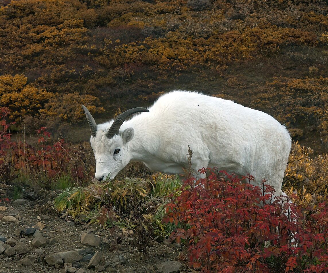 Dall sheep female shot from tour bus. DiMage A1, f...