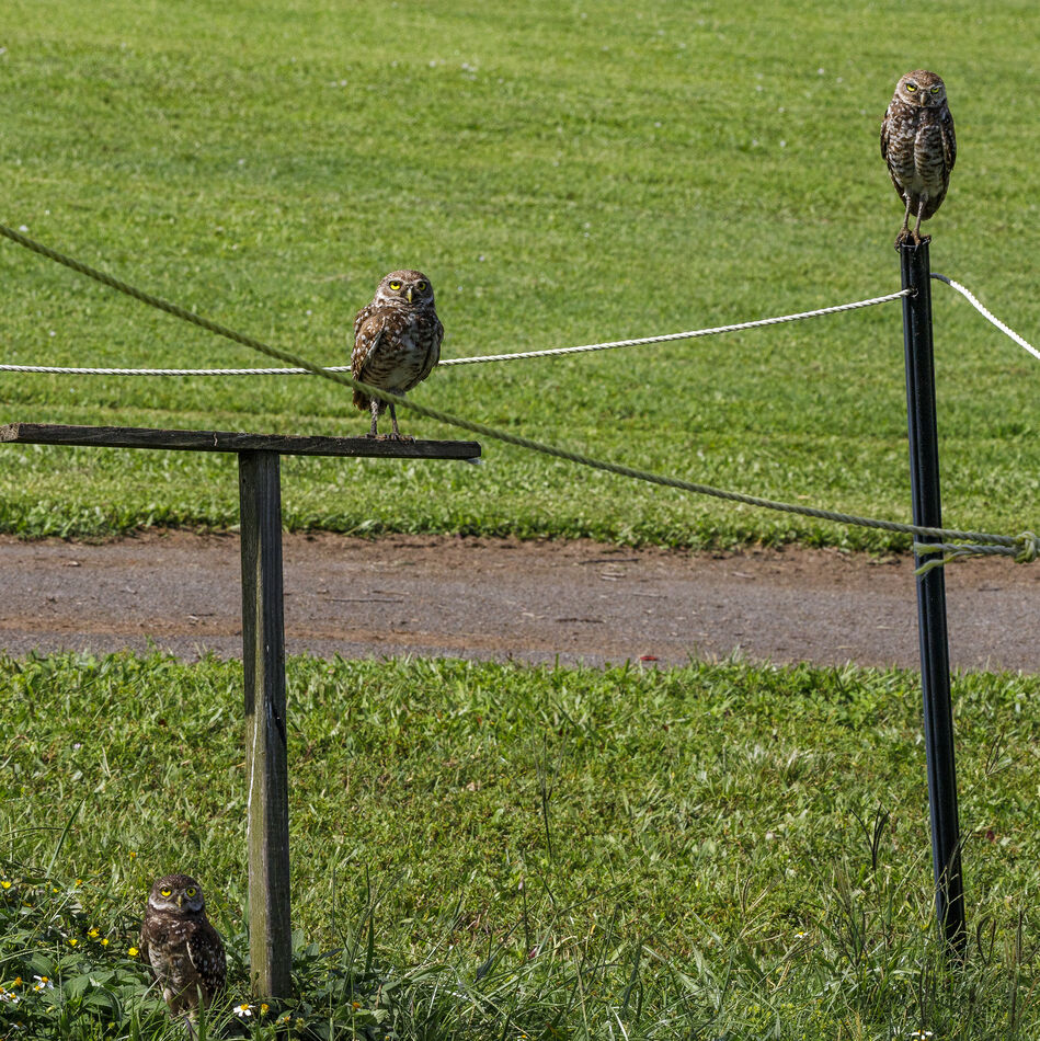 1.  Three owls -- Mom on ground and two teenagers ...