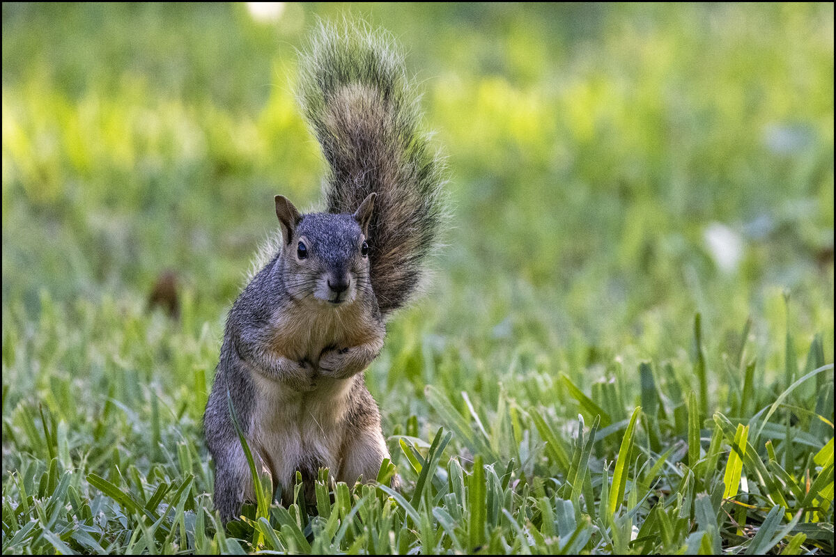 Squirrel and Friend: The squirrel seems to be having an unruly tail day ...