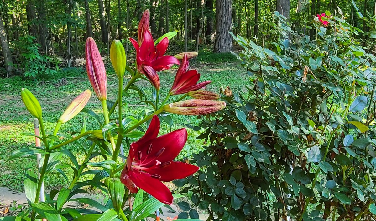 The Lilies are blooming in Stewartstown, Pennsylvania A couple of shot