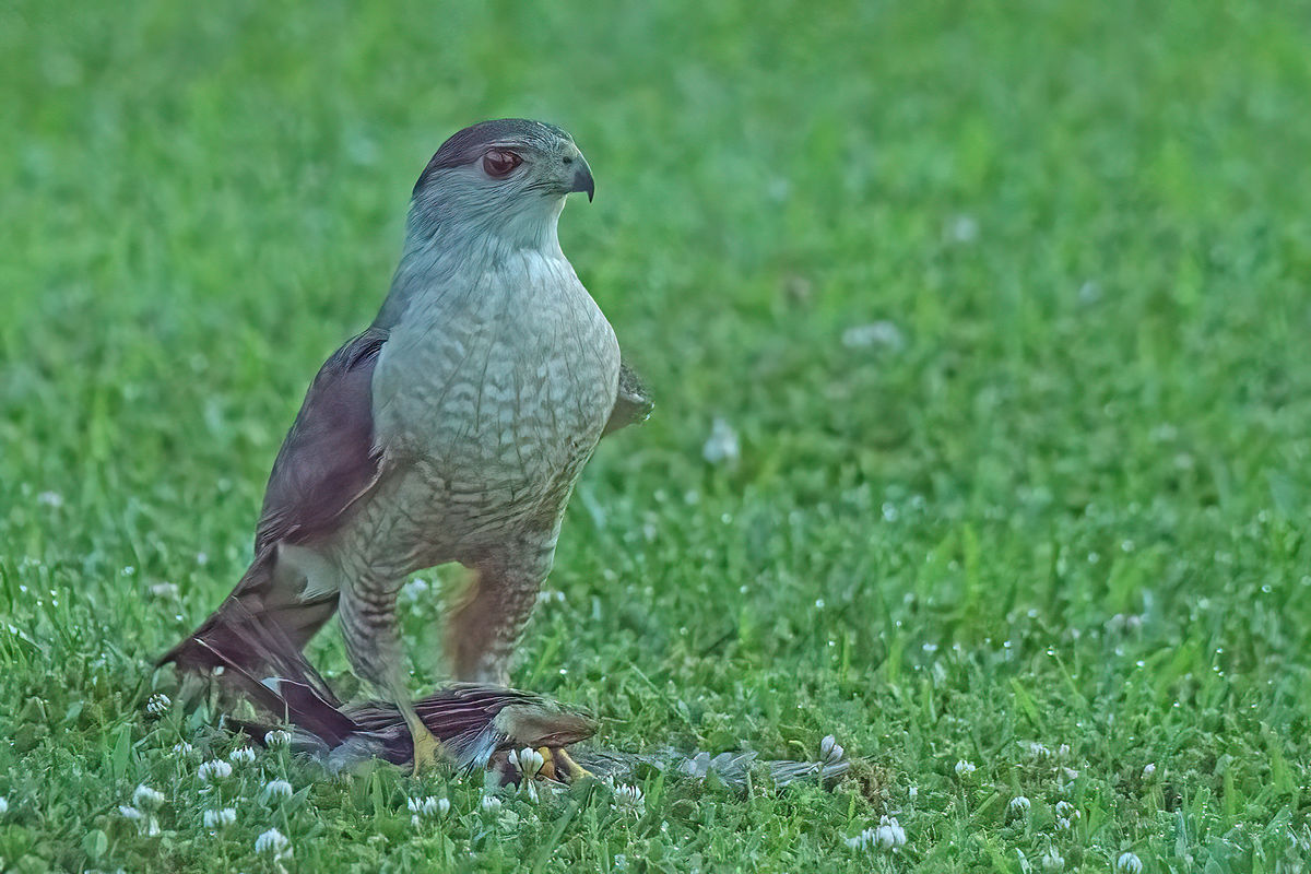Cooper's hawk with prey While backing out of my driveway early this