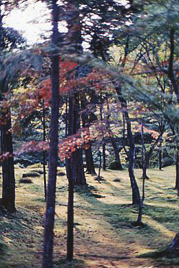 1976 October  Kyoto, Japan   Saiho-ji Landscape....