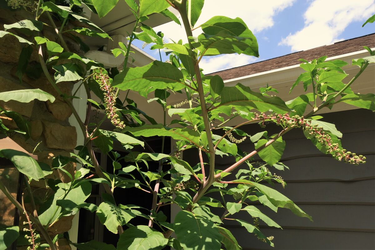 3.....This is our wild Pokeweed plant that we're a...