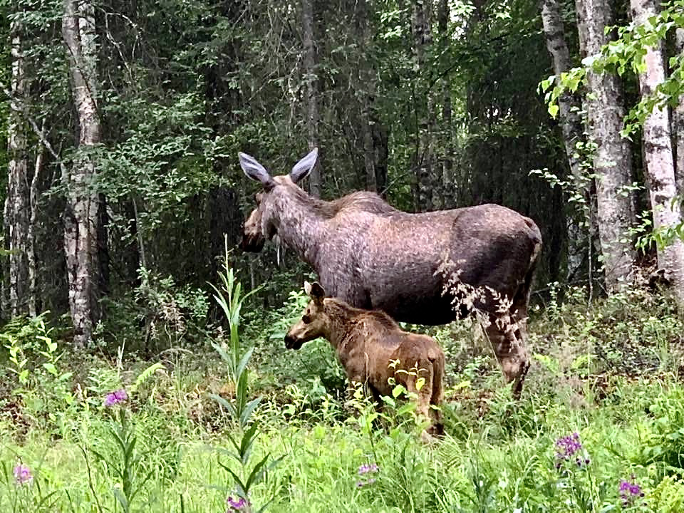 taken by our daughter today in Alaska!! What a sho...