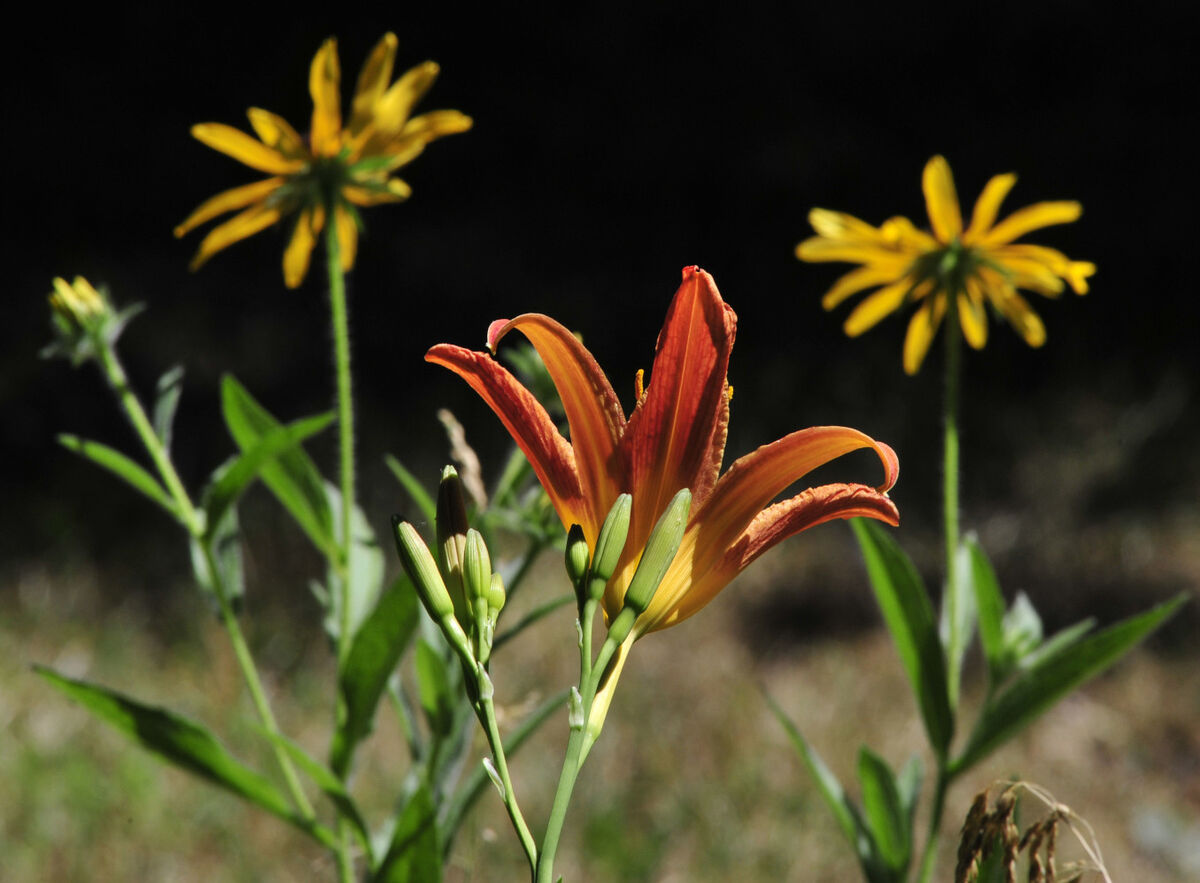 Flowers Etcetera 1 From my first couple of digital cameras back 18