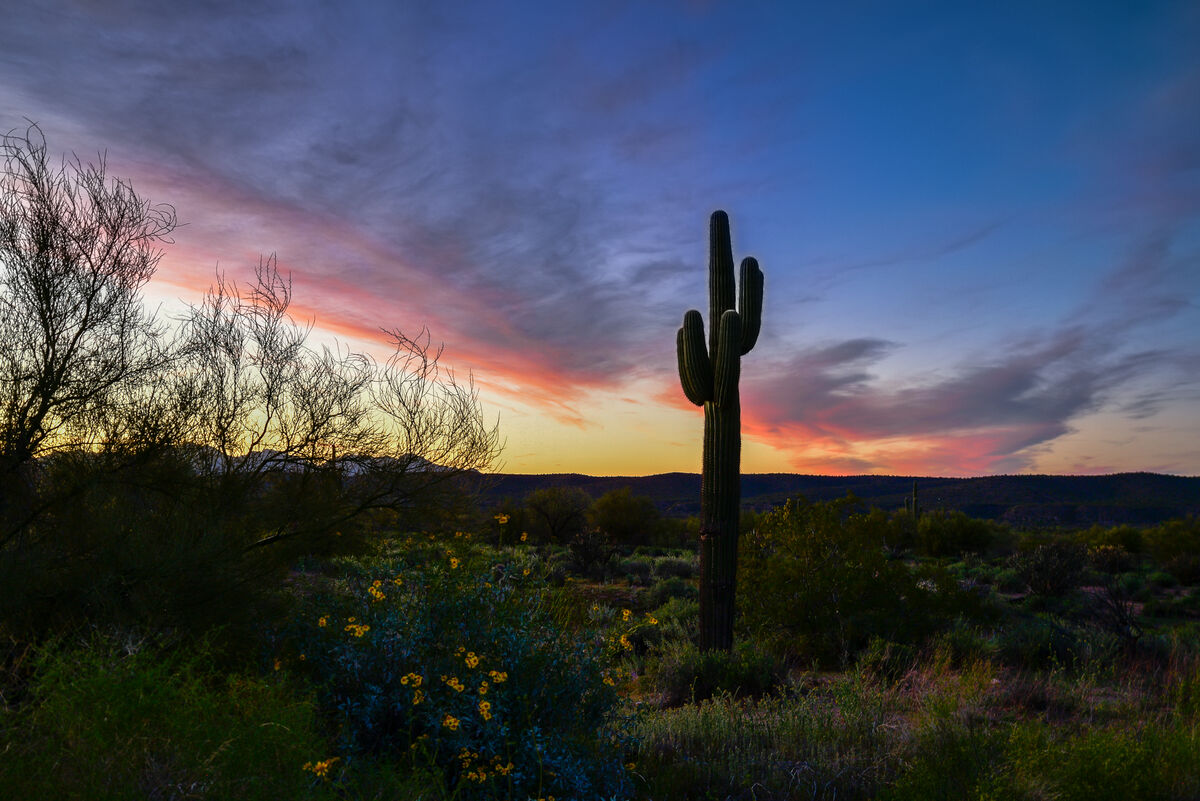 Arizona in March--Part 9, Finally Back to Apache Junction: Since we ...