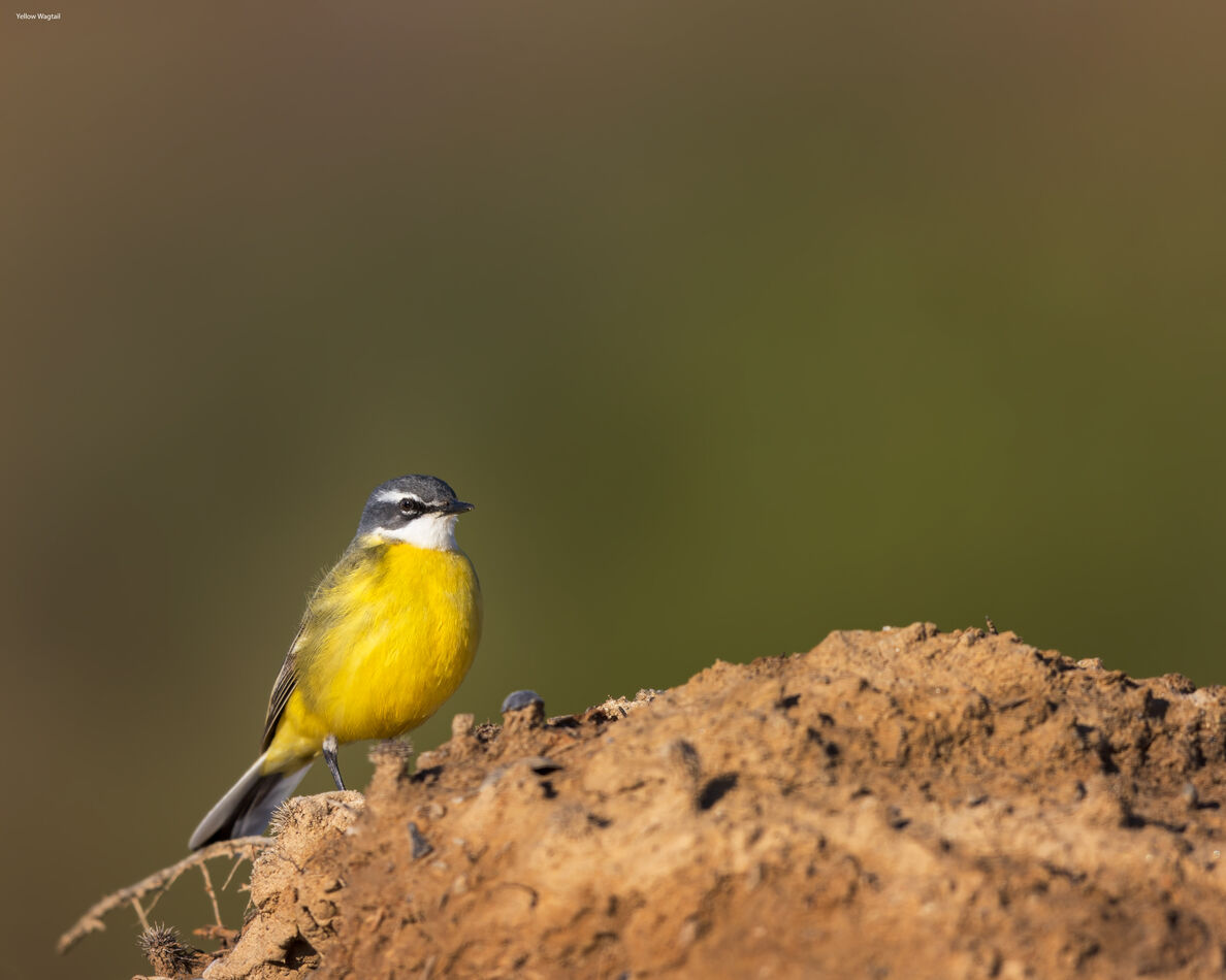 Western Yellow Wagtail...