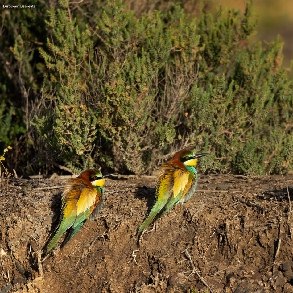 European Bee-eaters...