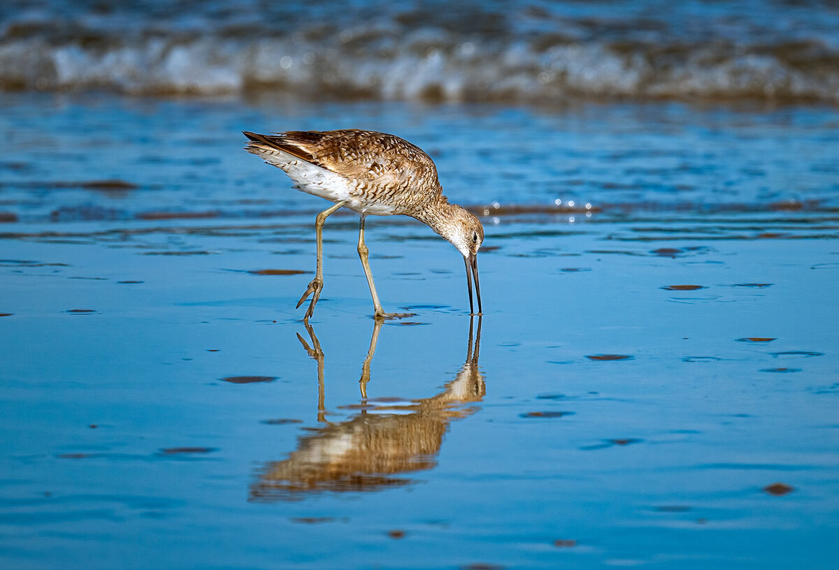 Willet Reflection...