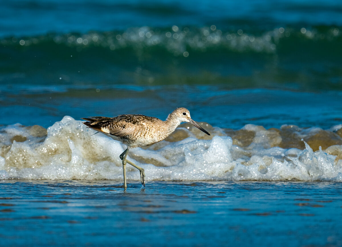 Willet and Wave...