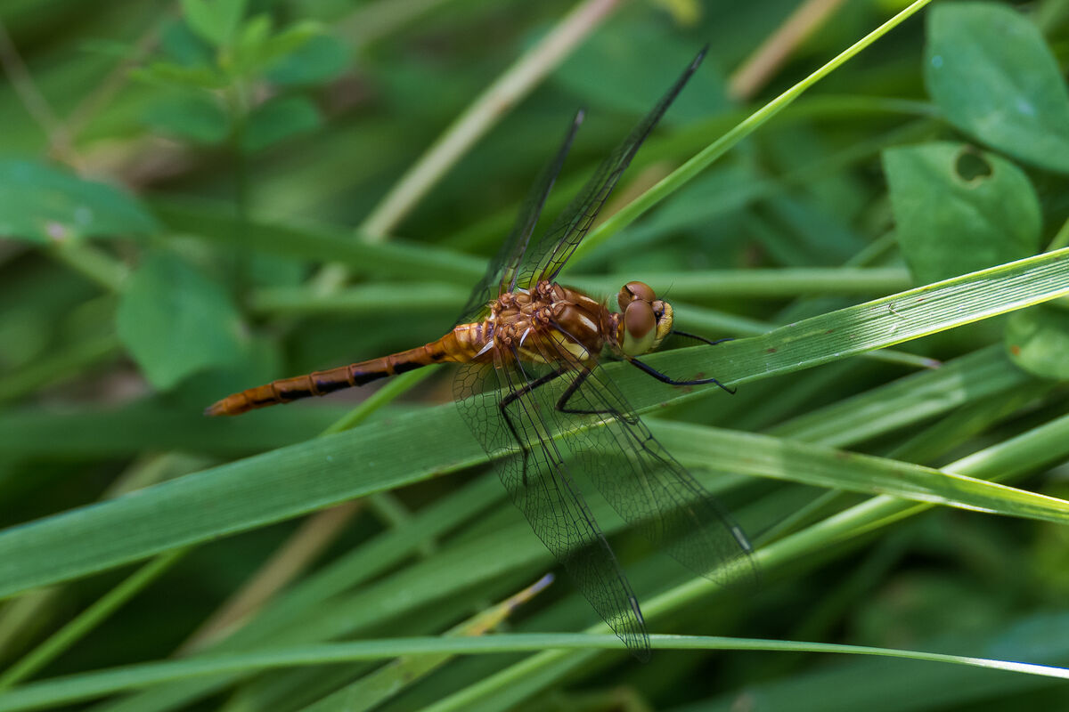 Teneral striped meadowhawk (He will turn red)...