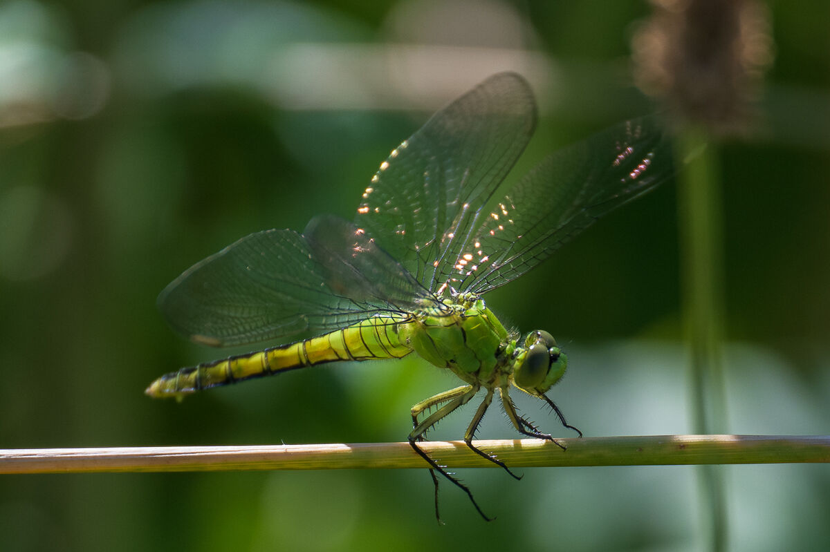 Western Pondhawk lifting off a second before catch...