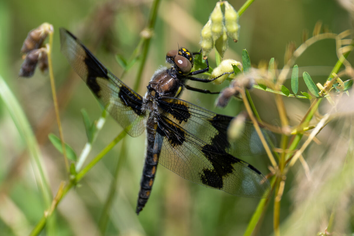 Teneral Male  Eight-spotted Skimmers...