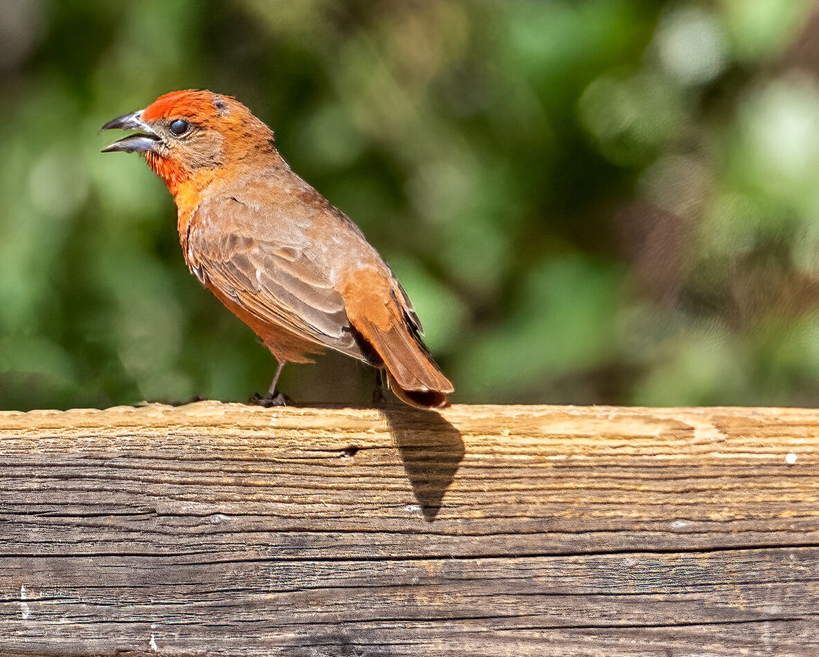 Hepatic Tanager...