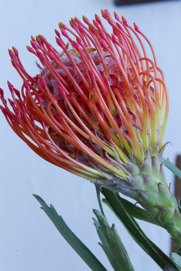 Pincushion Protea: Native to Southern Africa, this plant can reach up ...