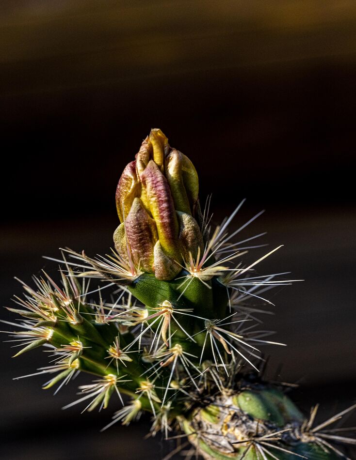 cactus flower day 2 If you saw my post of two days ago, this is a a