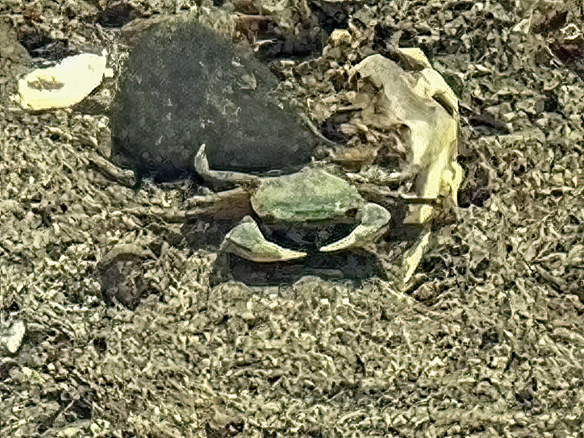 Crab In Tidepool...