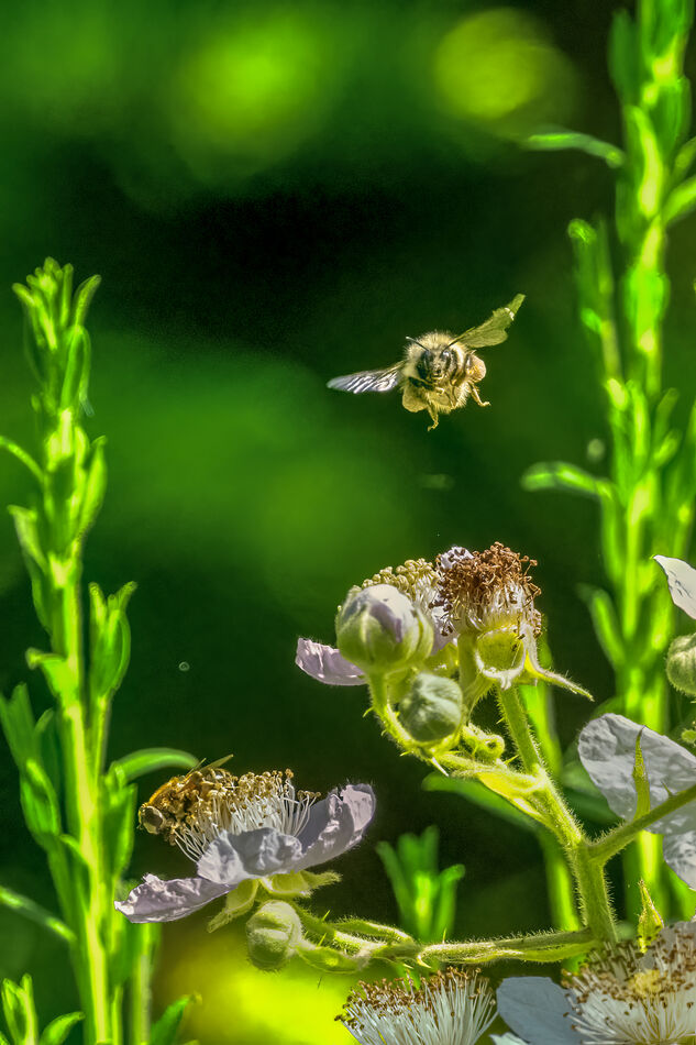 Honey Bees...