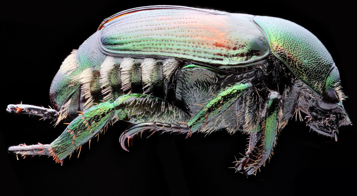 Focus Stacked Image of a Japanese Beetle: This is one of my preserved ...