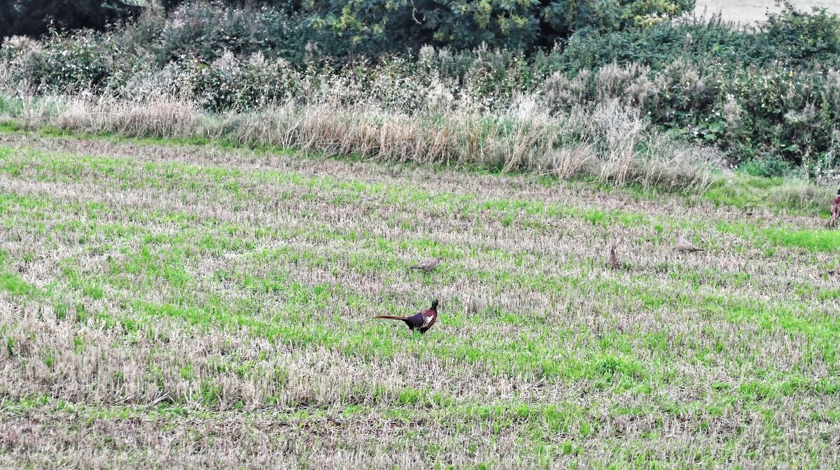 We saw a lot of pheasants in the fields....