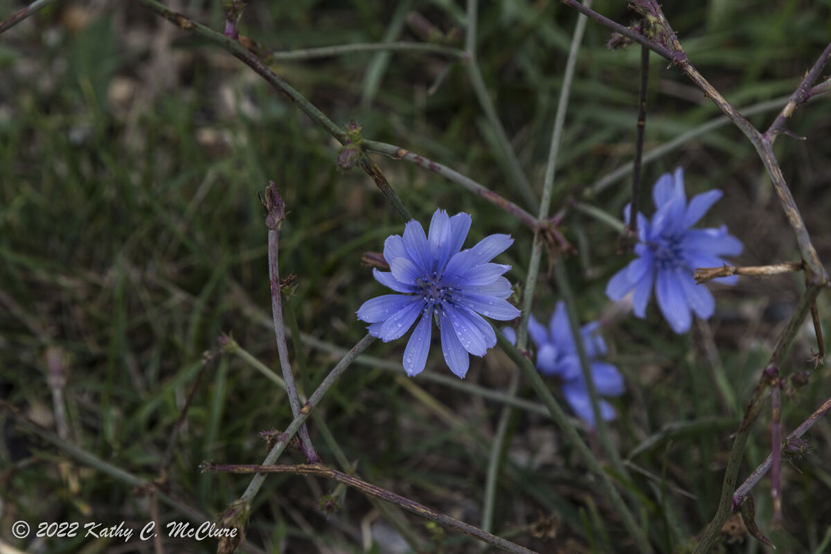 Google says this is blue chicory.  Is it?...