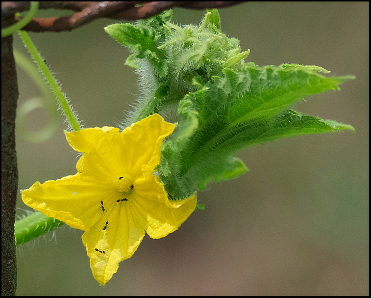 8. Cucumber flower on fence....