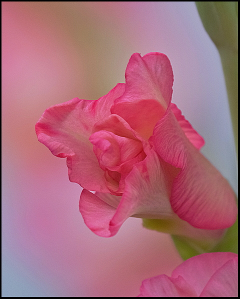 10. A very pink bloom....