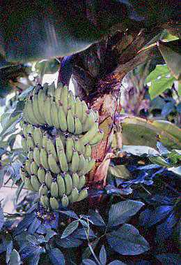 1975 Uxmal, Yucatan   Hacienda Uxmal   Banana Tree...