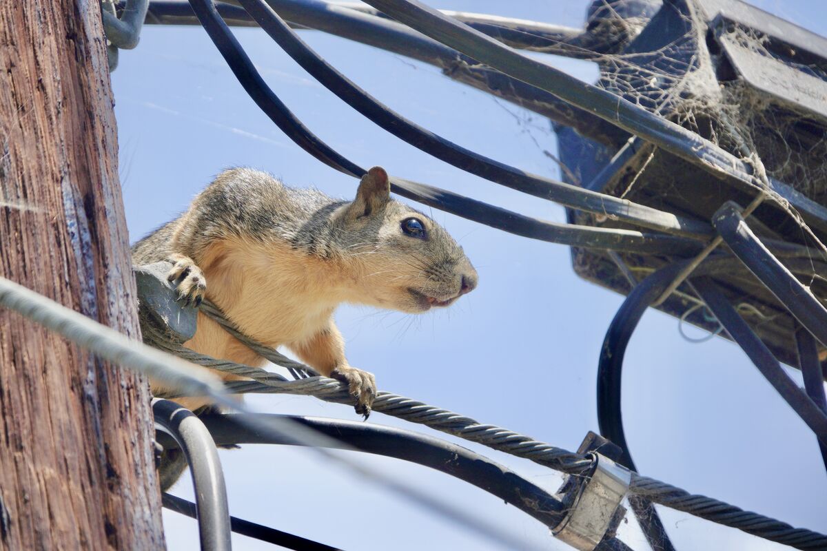 The Soon to be Electrified Squirrel This squirrel was perched among all sorts of electrical