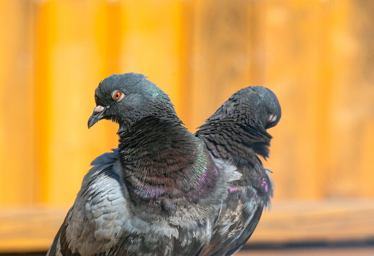 pigeon-kiss-billing-is-part-of-the-mating-ritual-for-pigeons-doves