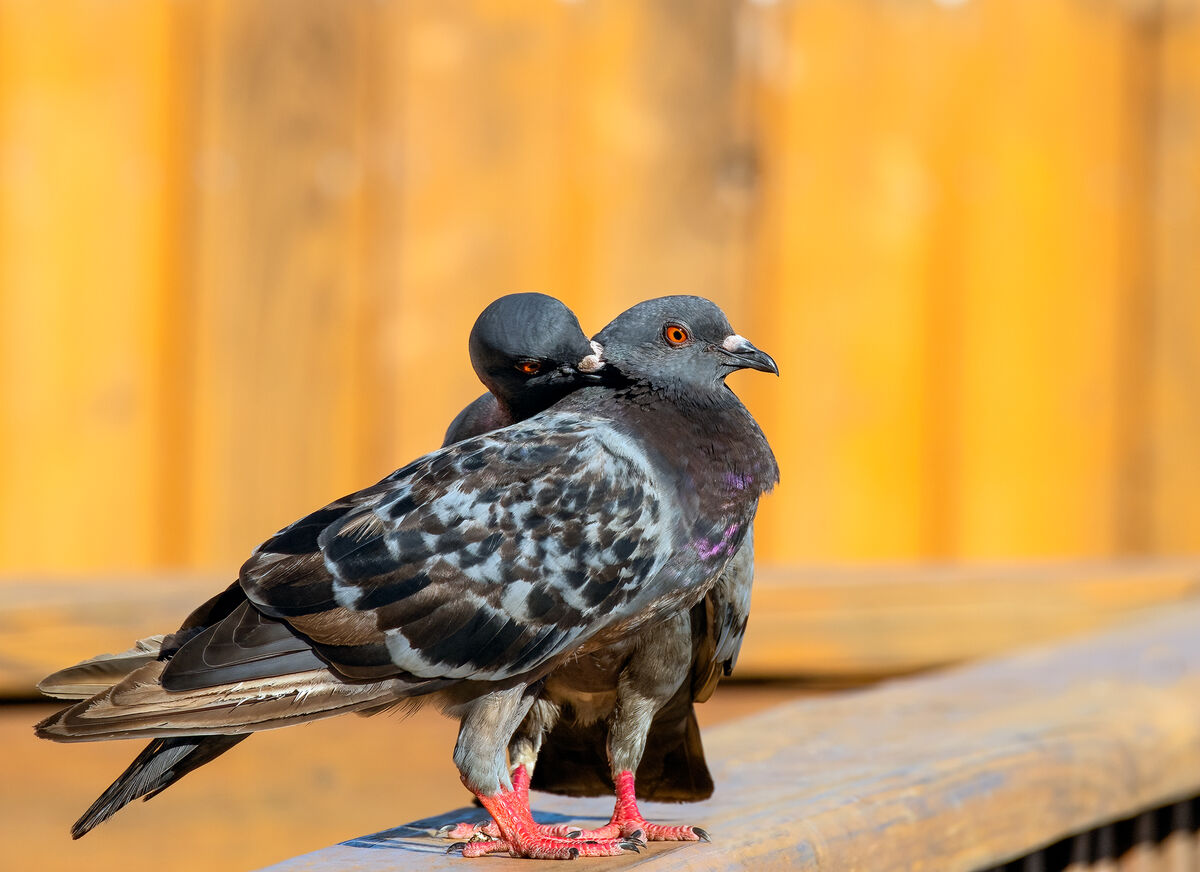 pigeon-kiss-billing-is-part-of-the-mating-ritual-for-pigeons-doves