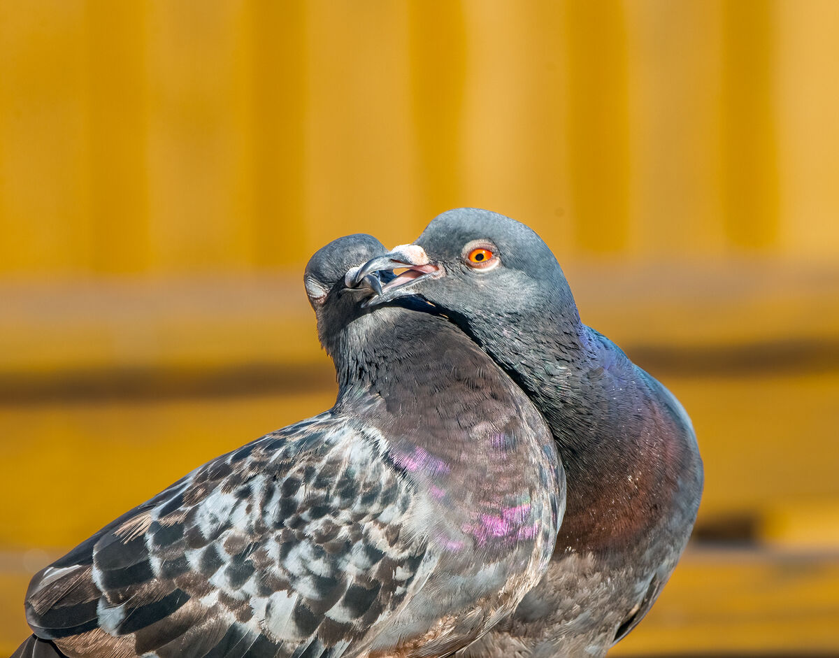 pigeon-kiss-billing-is-part-of-the-mating-ritual-for-pigeons-doves