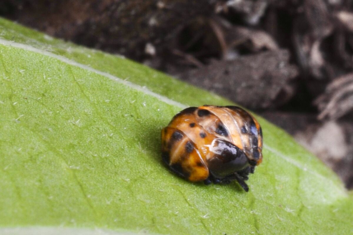 Does Anybody Know What This IS? While turning over leaves in my front ...