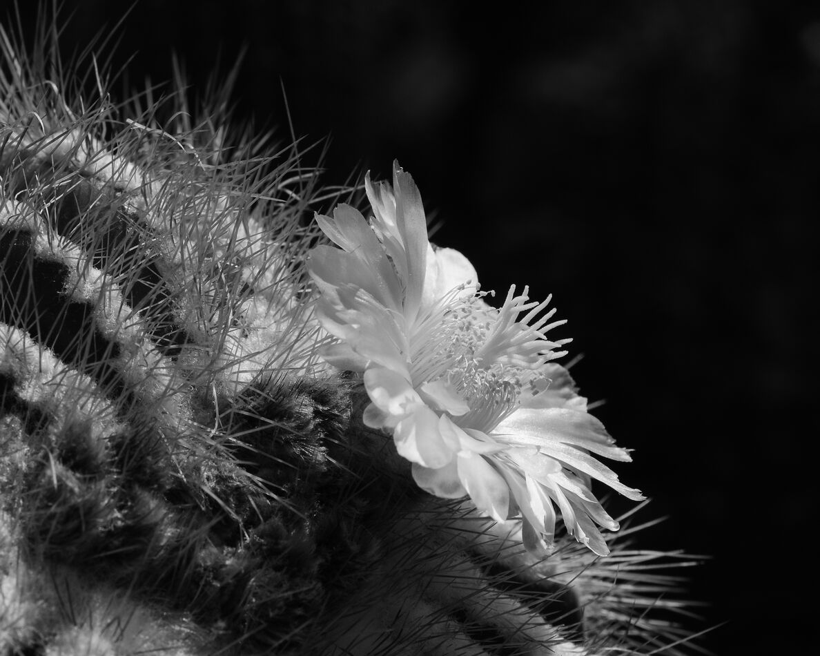 Barrel Cactus Bloom Two images because I had a difficult time deciding how to crop the original
