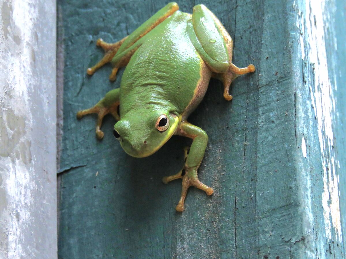 a frog on a post,...