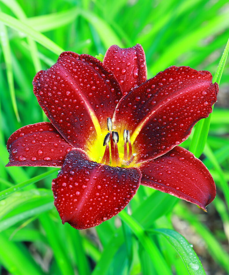 Day Lilly NM Day Lilly NM T1 639058 Day Lilly Nm