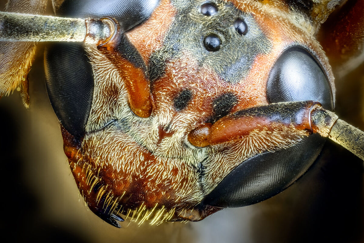 Paper Wasp: This is a focus-stacked image of one of my preserved paper ...