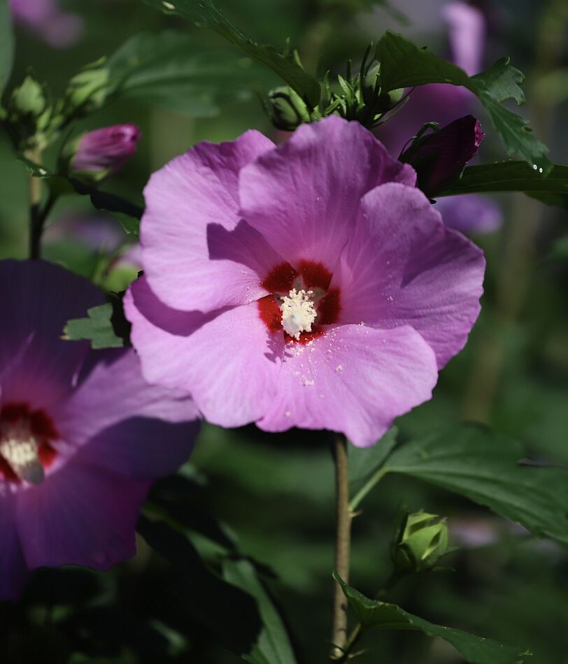 Rose of Sharon: Dependable bloom in our Garden...