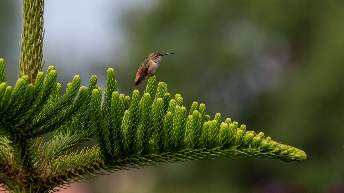Allen's Hummingbird at Urban Forest, Huntington Be...