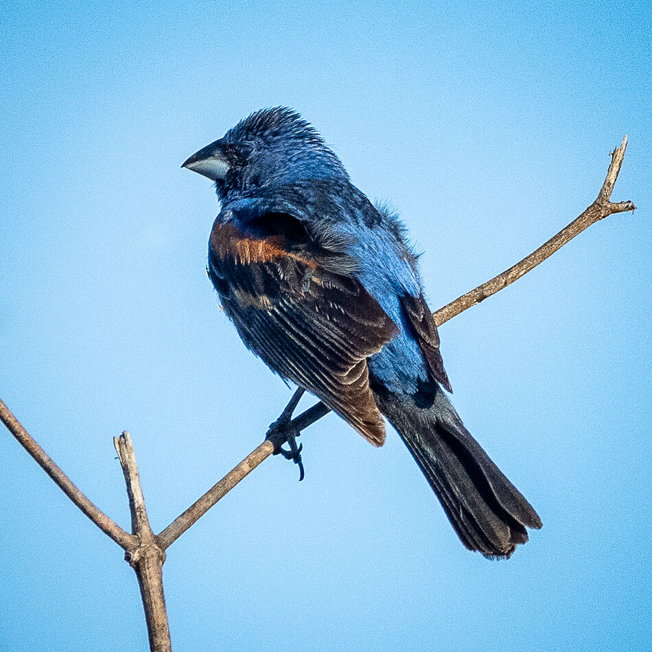 Male Blue Grosbeak at Fairview Park, Costa Mesa, C...
