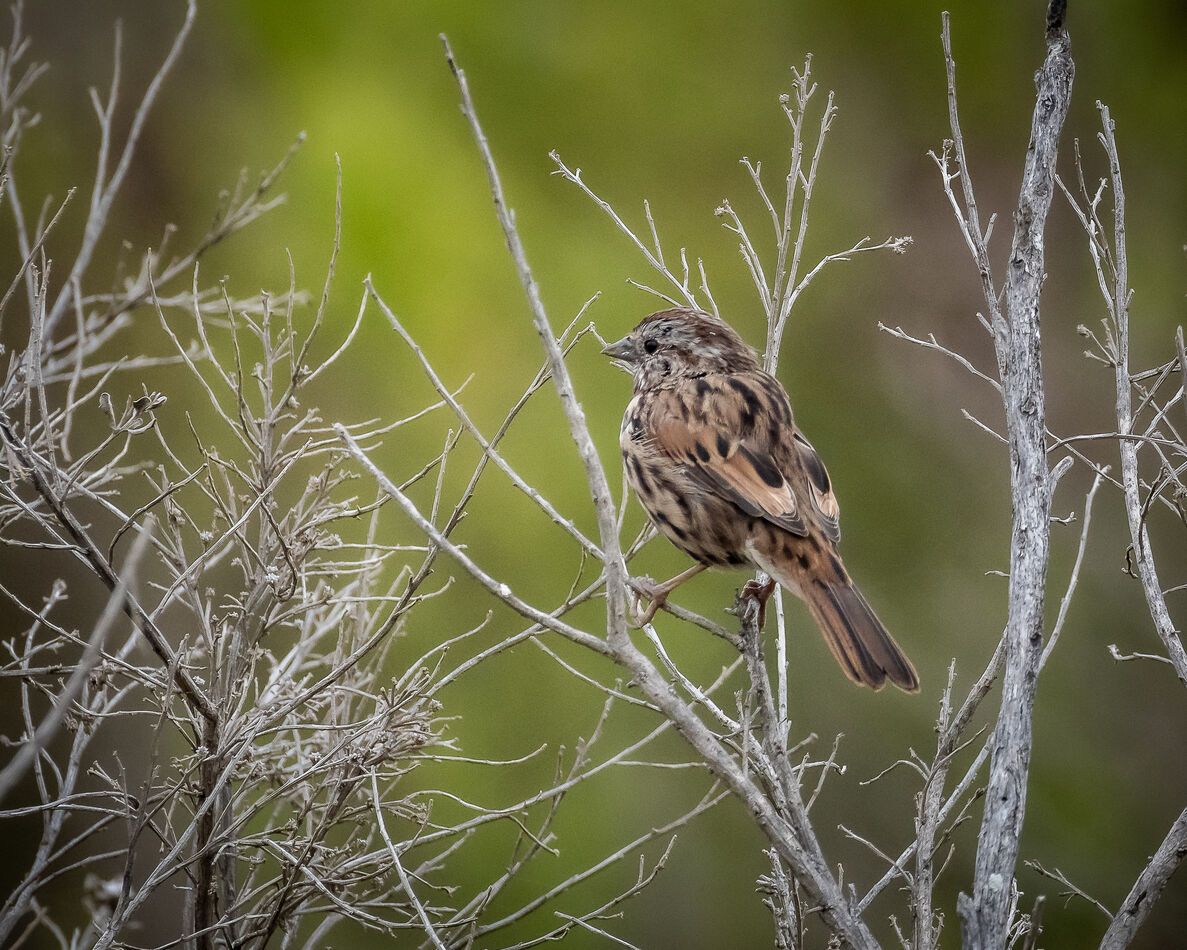 Song Sparrow at UCI Wetlands, Irvine, CA...