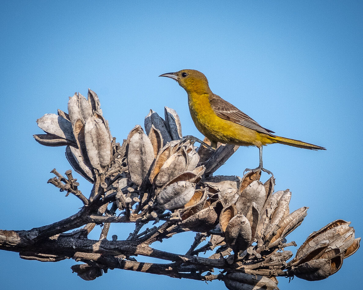 Female Hooded Oriole at Fairview Park, Costa Mesa,...