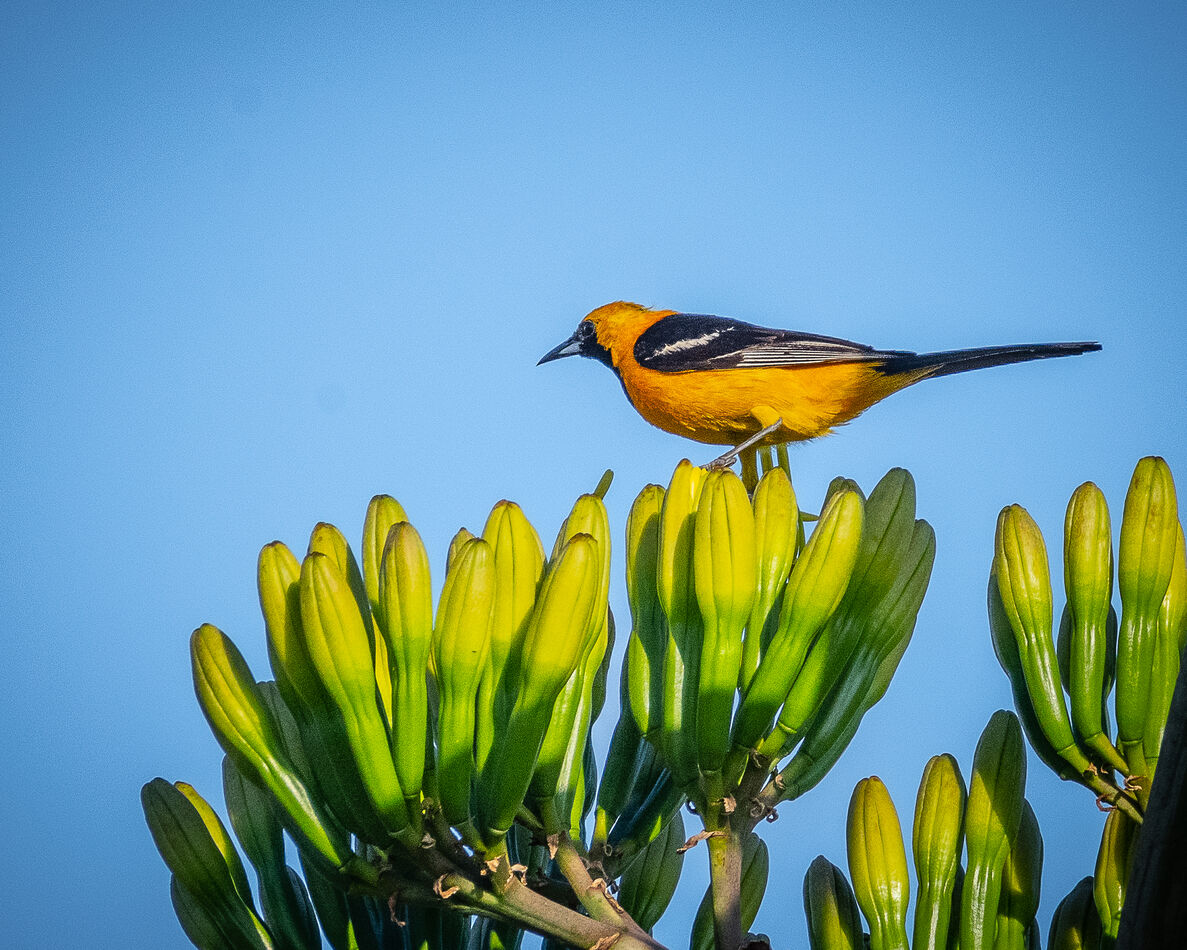 Male Hooded Oriole at Fairview Park, Costa Mesa, C...